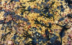 paella con algas y chipirrones